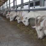 ترویج پرورش بز و تولید فرآورده های لبنی از شیر بز در البرز