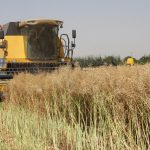 پیش‌بینی برداشت ۹۴ هزار تن غلات از مزارع البرز