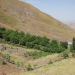 توسعه باغات در اراضی شیب‌دار طالقان و آسارا