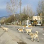 جولان سگ های بلاصاحب در کلانشهر کرج
