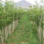 آغاز طرح مردمی تولید و کاشت درخت در استان البرز