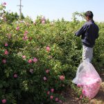 تولید ۱۷۸ تن گل محمدی از ۵۰ هکتار از باغات استان البرز