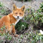 دستگیری شکارچی روباه