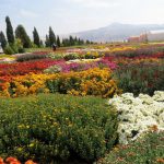 البرز، یکی از قطب های تولید گل کشور است