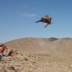 هشت بهله پرنده شکاری آسیب دیده در طبیعت البرز رهاسازی شدند