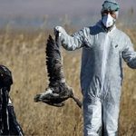 شیوع آنفلوآنزای پرندگان در همسایگی البرز