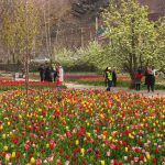 آغاز کاشت ۲۰۰ هزار پیاز لاله در باغ گل‌های کرج