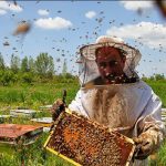 پیش بینی تولید ۵۵۰ تن عسل از زنبورستان های البرز