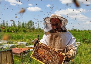 استانداردسازی تولید لازمه رونق صادرات در صنعت زنبورداری