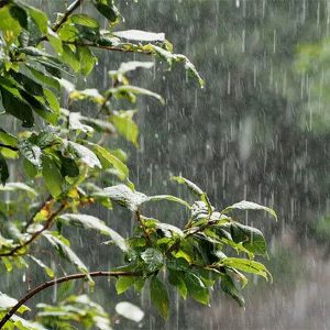 کاهش ۳۴ درصدی بارش های بهاری البرز نسبت به بلندمدت