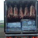 ادامه توزیع گوشت گرم وارداتی و افزایش ساعت کاری روزبازارهای کرج