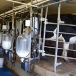 سال گذشته ۵۰۶ هزار تن شیر در البرز تولید شد