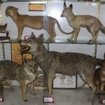 بازدید از موزه تاریخ طبیعی و تنوع زیستی البرز تا پایان دهه فجر رایگان شد