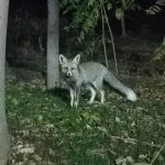 حیات‌وحش می‌تواند مخزن بیماری‌های مشترک و خطرناک باشد